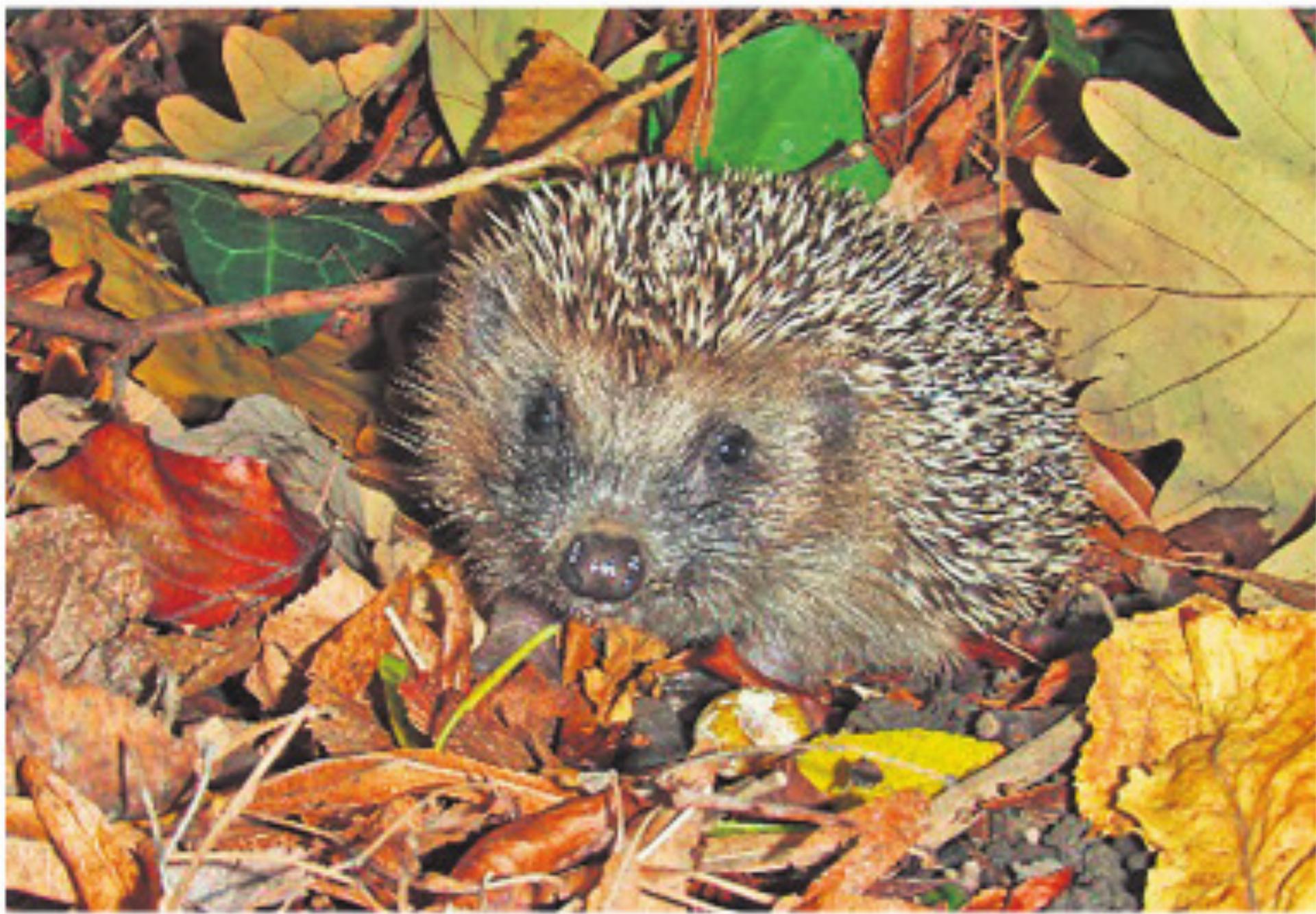 Unser Umwelttipp - Das Bild wird blockiert. – Möglicherweise durch einen aktiven Adblocker.