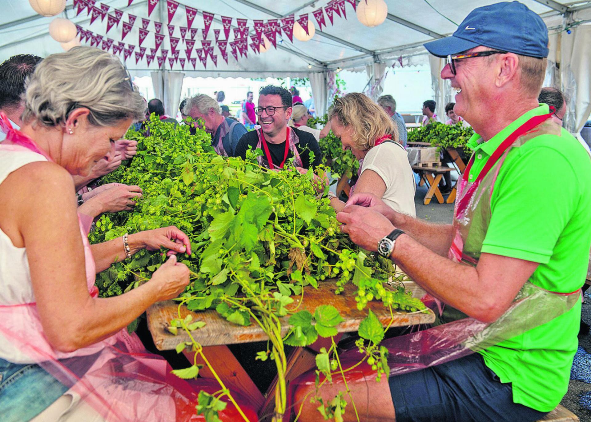 Baarer Gruppen beim Hopfenzupfen