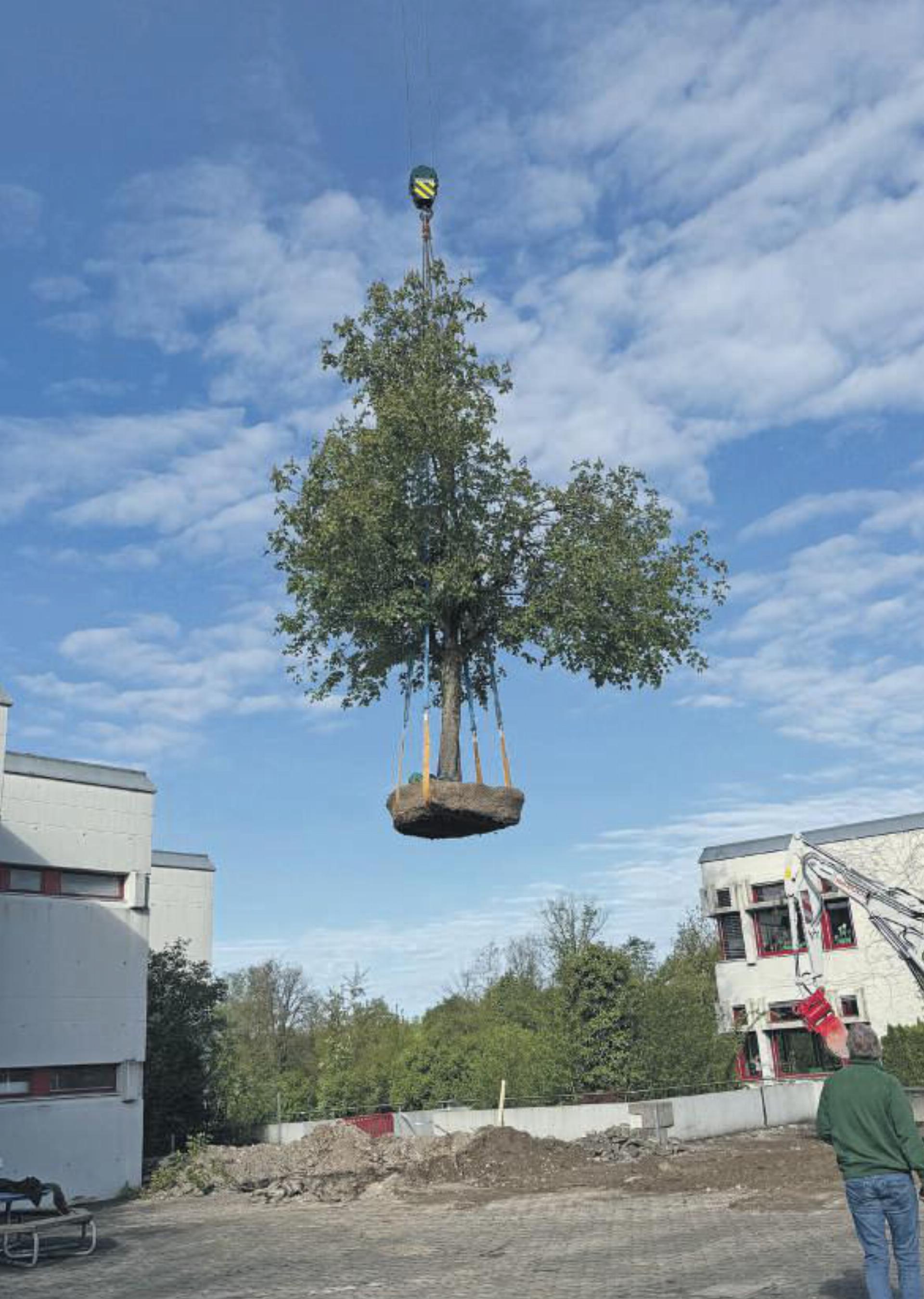 Spektakulärer Baumtransport