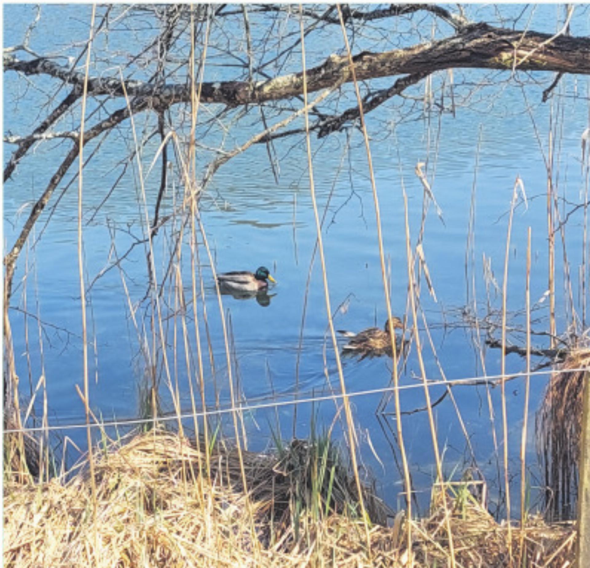 Brütende Vögel im Siedlungsgebiet - Das Bild wird blockiert. – Möglicherweise durch einen aktiven Adblocker.