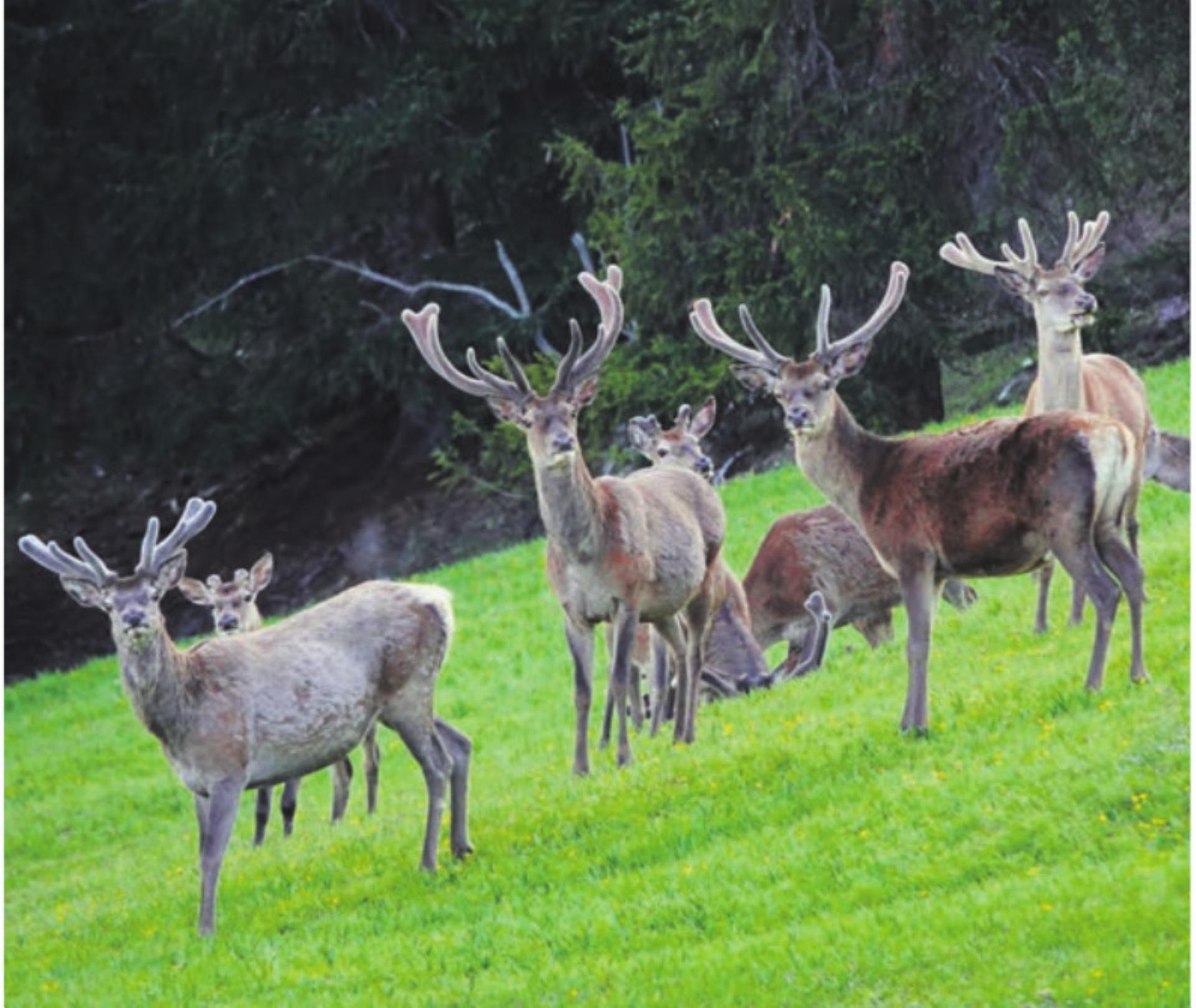 Die Vielfalt der Wildtiere auf Baarer Boden - Das Bild wird blockiert. – Möglicherweise durch einen aktiven Adblocker.