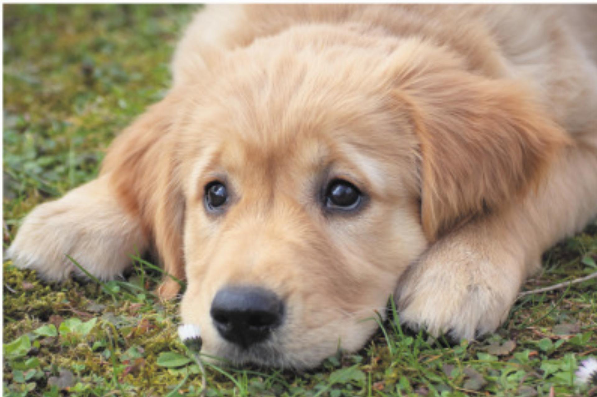 Achtung, Giftköder! Foto: Pixabay - Das Bild wird blockiert. – Möglicherweise durch einen aktiven Adblocker.