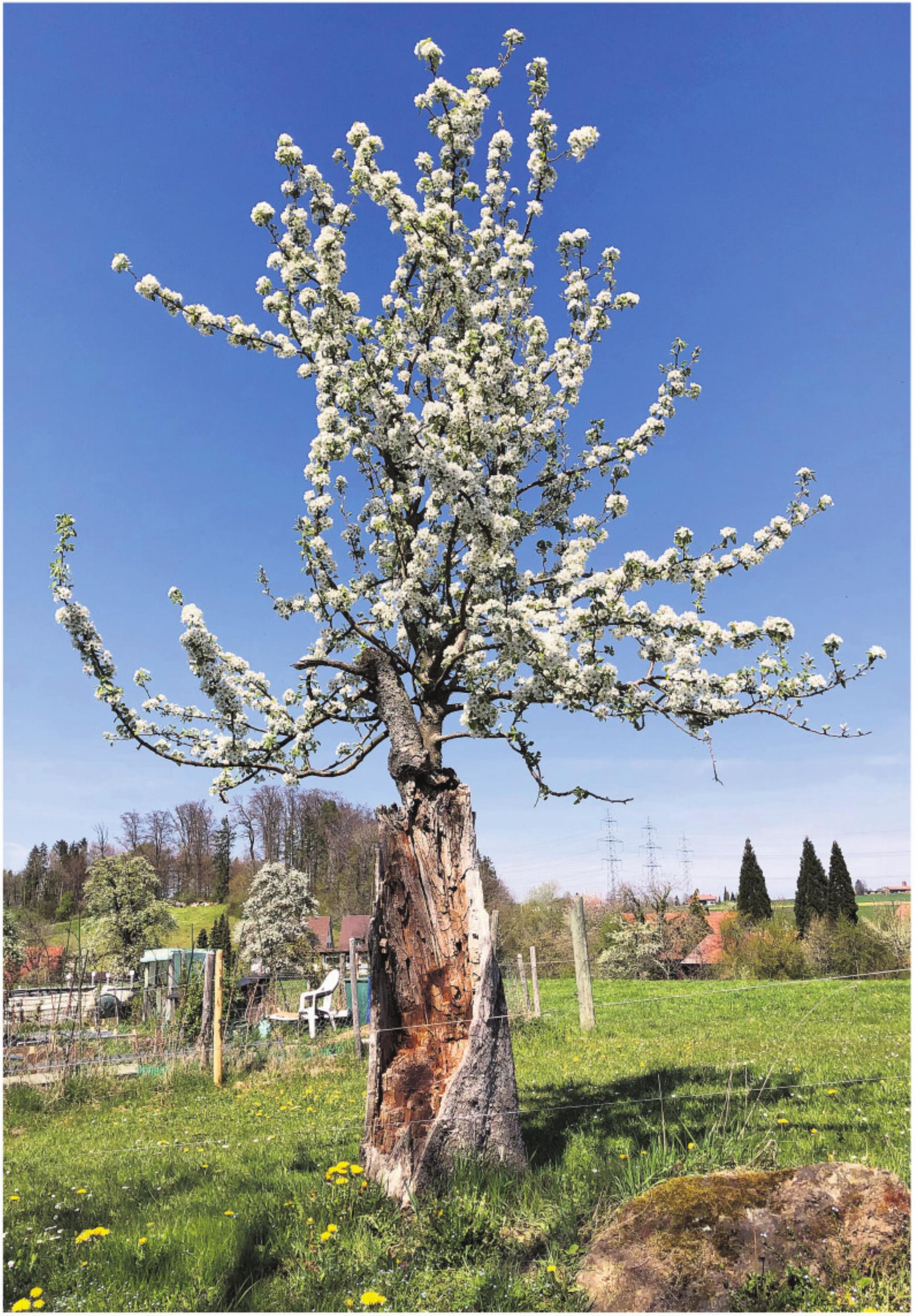 Nicht das Leben zu verlängern, sondern dem Sterbenden Lebensqualität zu geben, ist Ziel der Palliative Care. Foto: zVg - Das Bild wird blockiert. – Möglicherweise durch einen aktiven Adblocker.