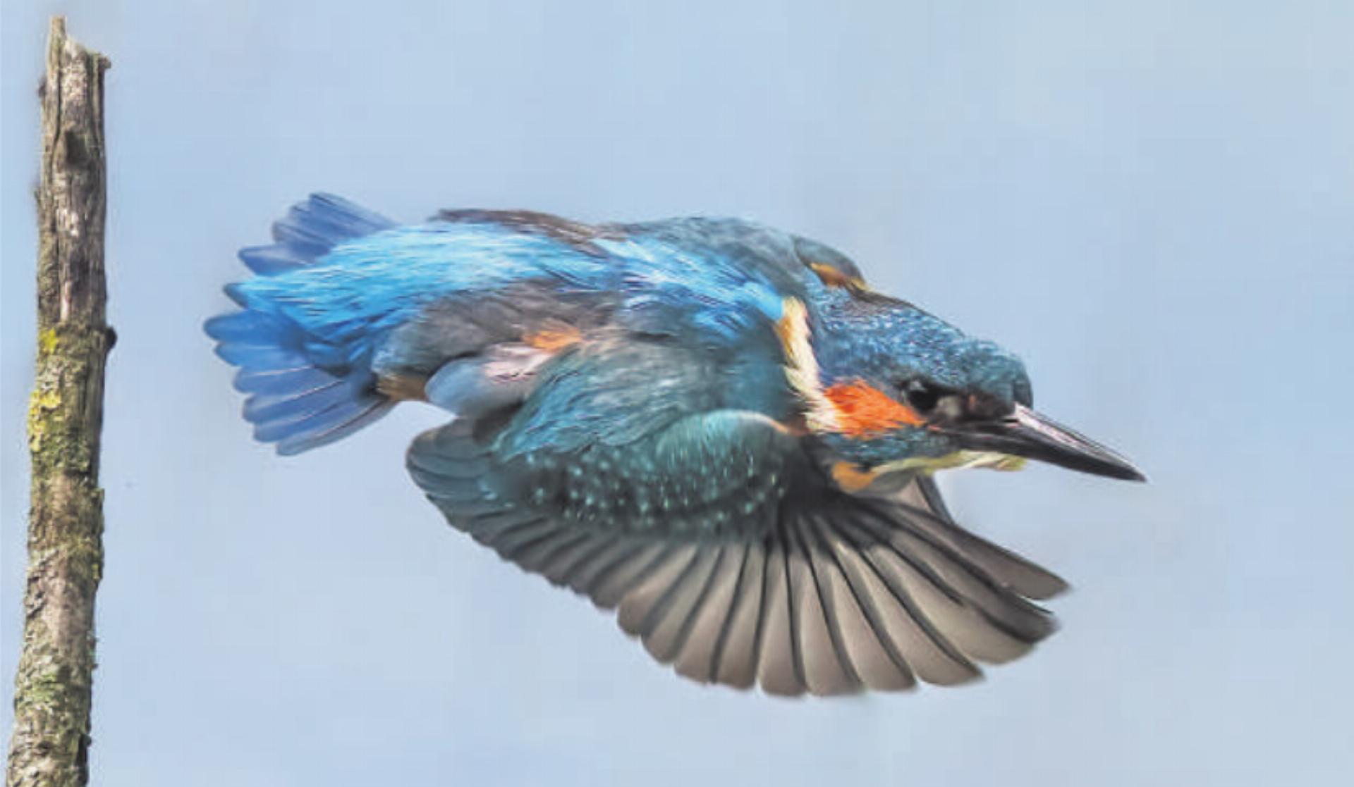 «Vogel des Jahres 2026» - Das Bild wird blockiert. – Möglicherweise durch einen aktiven Adblocker.