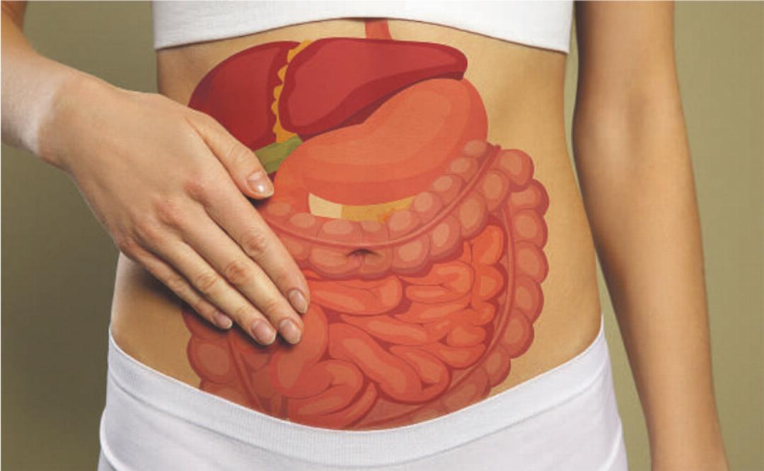 Unser Verdauungssystem – je besser man es kennt, umso besser kann man ihm helfen. Foto: Adobe Stock Unser Verdauungssystem – je besser man es kennt, umso besser kann man ihm helfen. Foto: Adobe Stock
