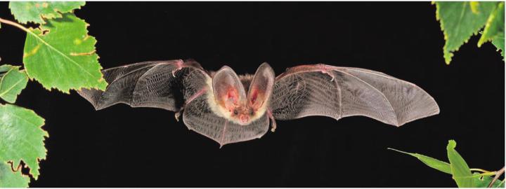 In der Schweiz gibt es 30 verschiedene Fledermausarten, hier ein Braunes Langohr (Plecotus auritus). Foto: Marko König