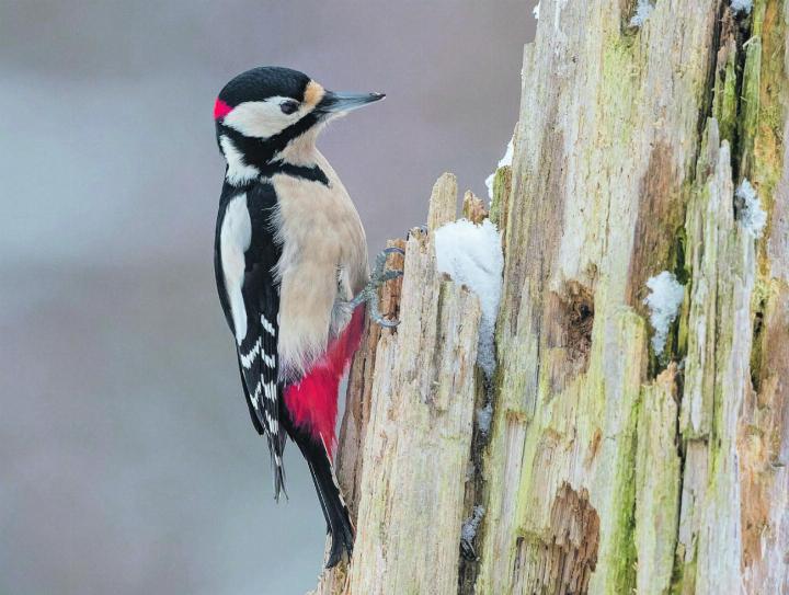 Der Winter ist die ideale Zeit, um Vögel zu beobachten. Foto: Beat Rüegger Der Winter ist die ideale Zeit, um Vögel zu beobachten. Foto: Beat Rüegger