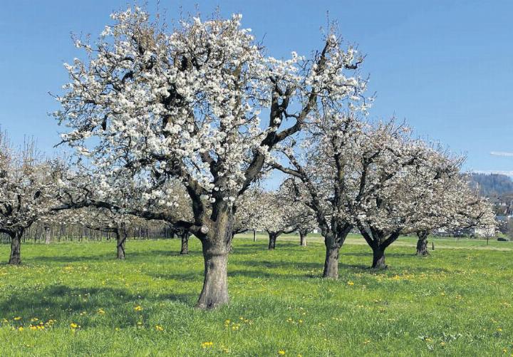 Die blühenden Obstbäume tauchen den Kanton Zug in ein Blütenmeer. Diese Bäume stehen am Fussweg nach Inwil. Foto: fl