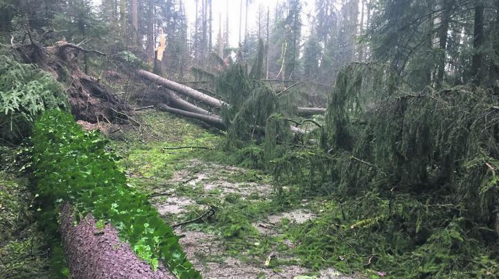 Solche Schadensbilder gab es im Nachgang des Orkans «Lothar» im Wald der Korporation Baar Dorf vielfach. Foto: zVg