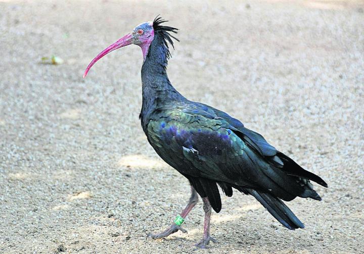 Der Waldrapp. Foto: zVg