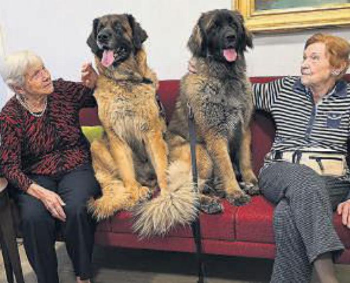 Zwei Therapiehunde im Einsatz. Foto: zVg