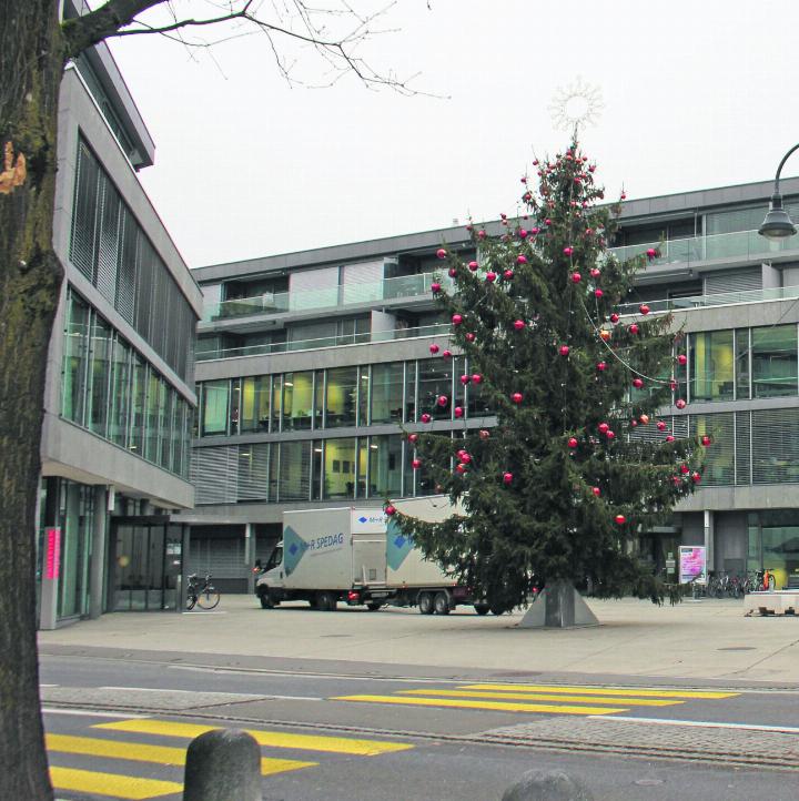 Wüsste man es nicht besser, würde man nicht merken, dass es sich bei diesem Exemplar um den Ersatzbaum handelt. Foto: rah