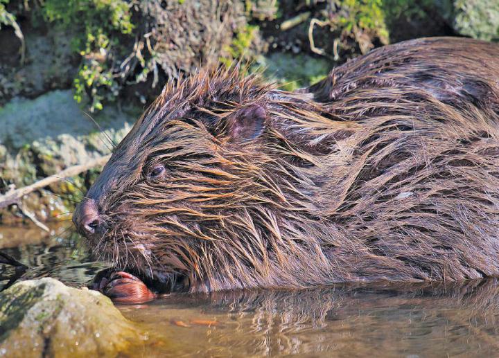 Der junge Biber an der Alten Lorze ist ein richtiger Showtyp. Foto: Andreas Bieler