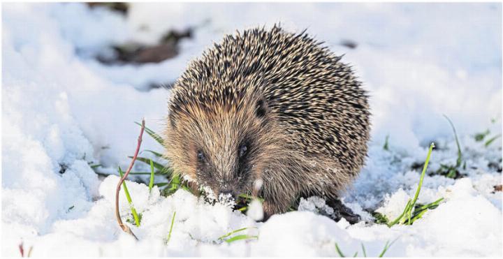 Der Igel gehört zu den bedrohten Tierarten. Foto: zVg