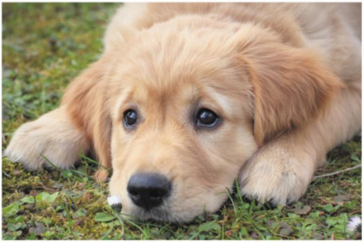 Achtung, Giftköder! Foto: Pixabay