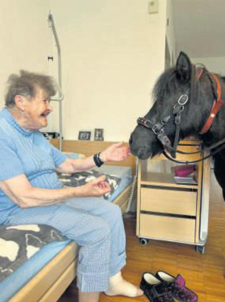 Ein Therapie-Pony am Pflegebett macht die Bewohnerin glücklich. Foto: zVg