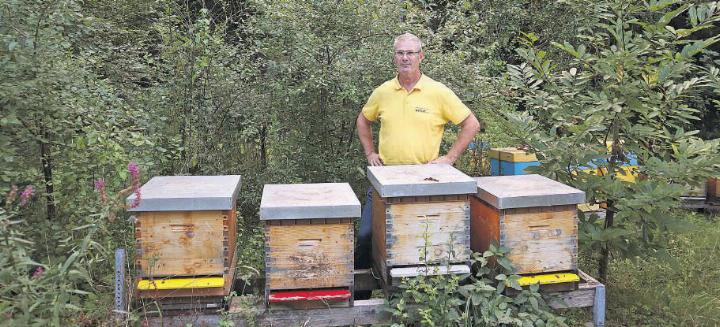 Jede Kiste beherbergt ein Bienenvolk, bestehend aus einer Königin und mehreren Tausend Arbeitsbienen. Die männlichen Drohnen sind stark in der Unterzahl. Fotos: ak
