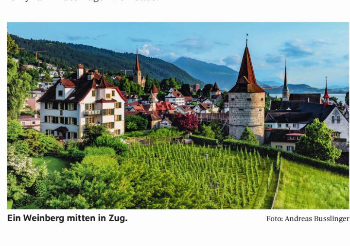 Ein Weinberg mitten in Zug. Foto: Andreas Busslinger