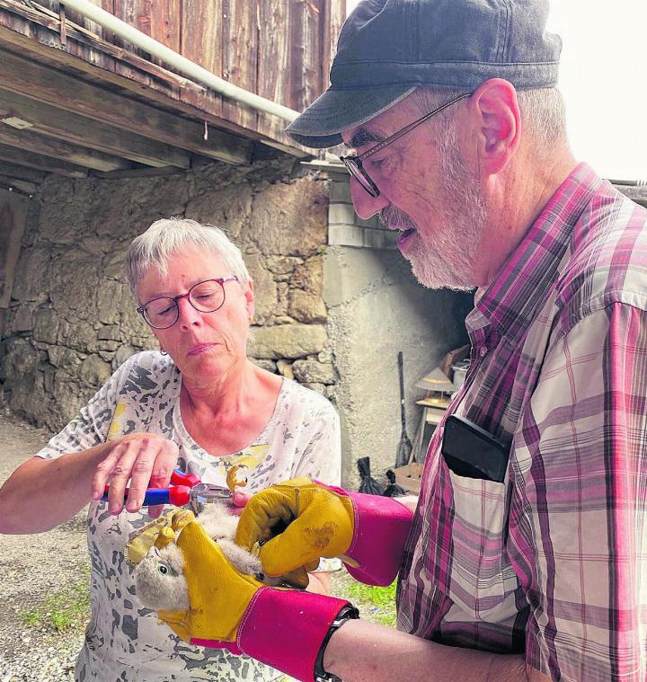 Sonja Weber und Leo Truttmann beringen einen jungen Turmfalken. Fotos: fl