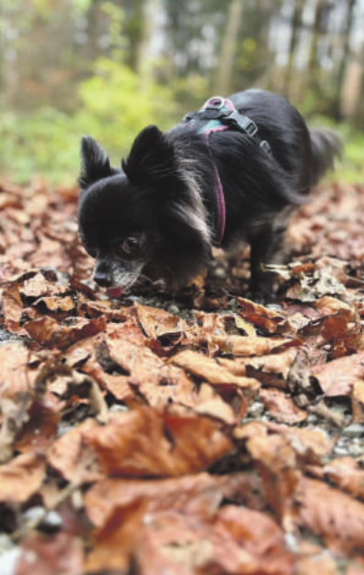 Hundehalter werden aufgefordert, bei Spaziergängen aufmerksam zu sein. Foto: zVg