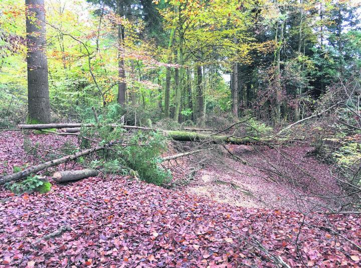 Der Steinhauserwald ist ein wertvoller Platz für die Kinder. Foto: zVg