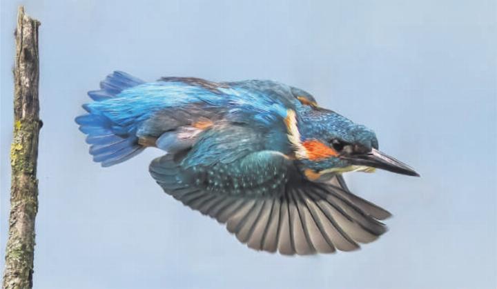 Der Eisvogel startet, nachdem er eine Beute entdeckt hat. Foto: Dorothea Oldani