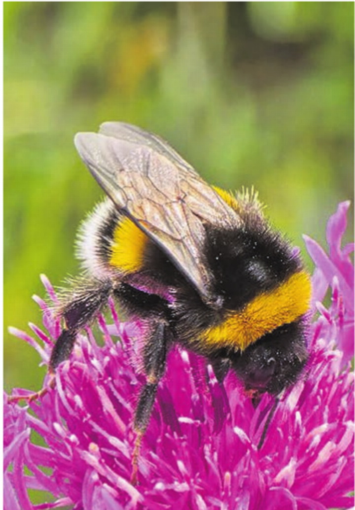 Hummel in Inwil (17. Mai). Foto: Priska Emmenegger