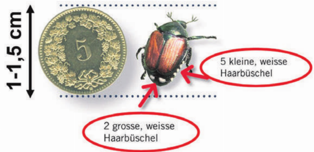 Erkennungsmerkmale des Japankäfers.
Abbildung und Quelle: Agroscope 2025 Erkennungsmerkmale des Japankäfers.
Abbildung und Quelle: Agroscope 2025