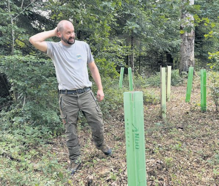 Revierförster Severin Nigg zeigt die Schutzhüllen der wertvollen Traubeneichen. Fotos: fl