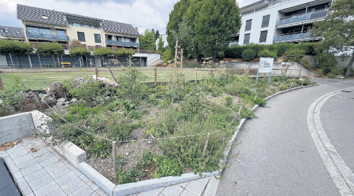 Unscheinbar und doch so wichtig: Auch kleine ökologisch aufgewertete Flächen wie hier an der Parkstrasse leisten einen wichtigen Beitrag zu Klimaanpassung und Biodiversität. Foto: zVg